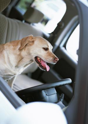 稲沢市で未使用車がほしい場合のショップ