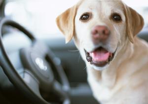 ここの車検愛知では評判がよい理由は